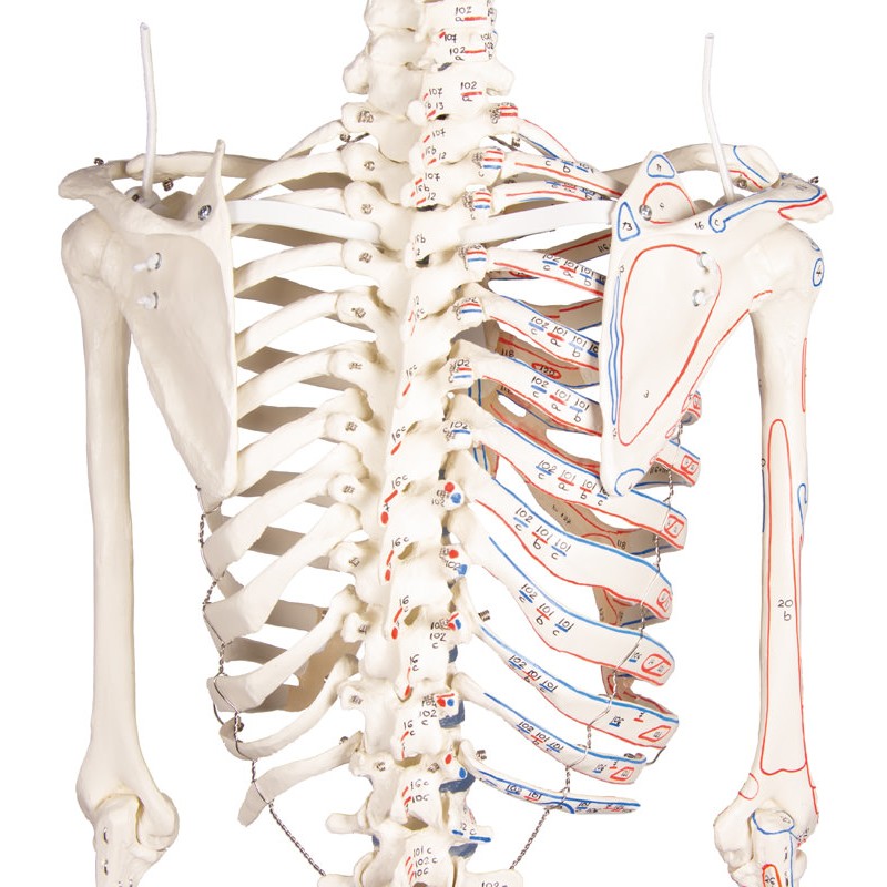 Erler Zimmer Full Size Skeleton Model Arnold with Muscle Markings